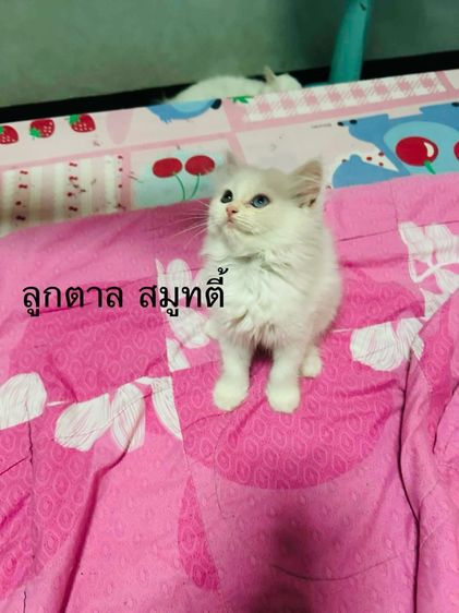 เปอร์เซีย รูปที่ 3