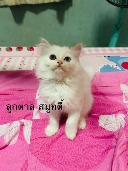 เปอร์เซีย (Persian) เปอร์เซีย