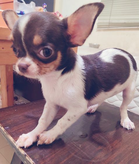 ชิวาวา (Chihuahua) เล็ก ชิวาวา ขนสั้น