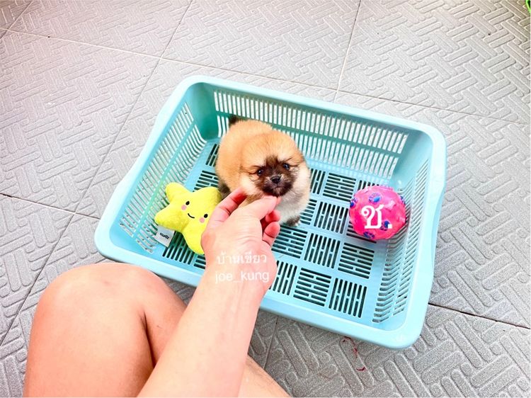 ปอมเมอเรเนียน (Pomeranian) เล็ก ปอมแท้ เพศผู้