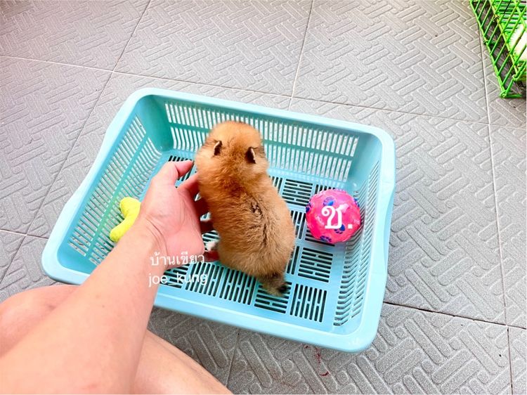 ปอมแท้ เพศผู้ รูปที่ 3