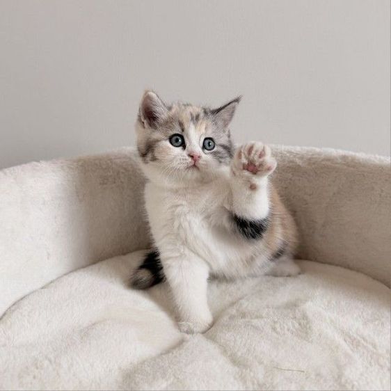 สกอตติช สามสีหูตั้ง รูปที่ 3