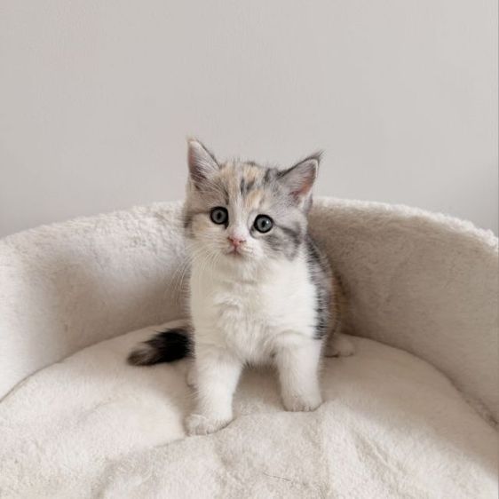 สก็อตติช โฟลด์ (Scottish Fold) สกอตติช สามสีหูตั้ง