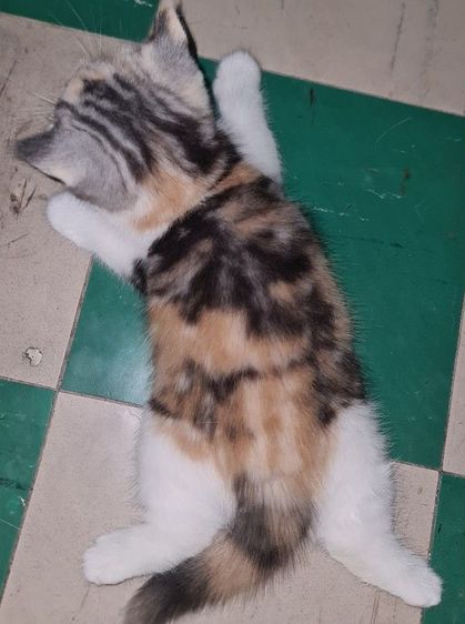 สกอตติช สามสีหูตั้ง รูปที่ 8