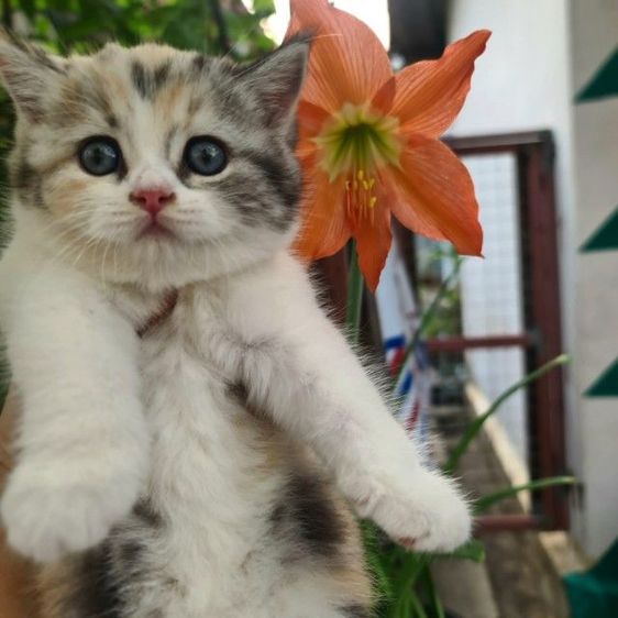 สกอตติช สามสีหูตั้ง รูปที่ 4