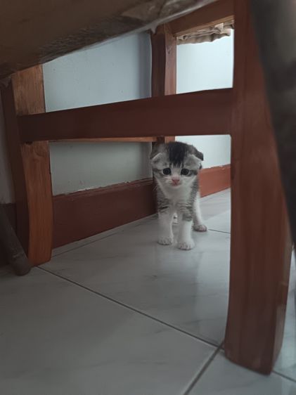 น้องแมว รูปที่ 6