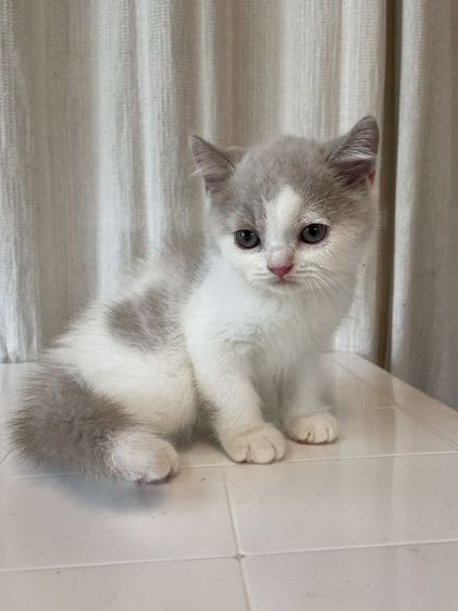 ขายลูกแมวบริติสแท้