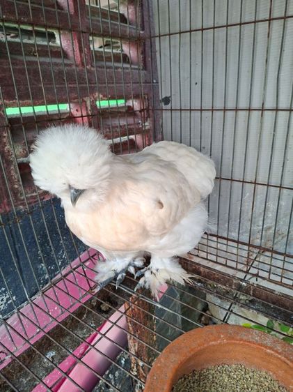 ไก่สวยงาม รูปที่ 2