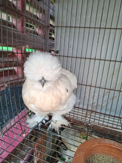 ไก่สวยงาม