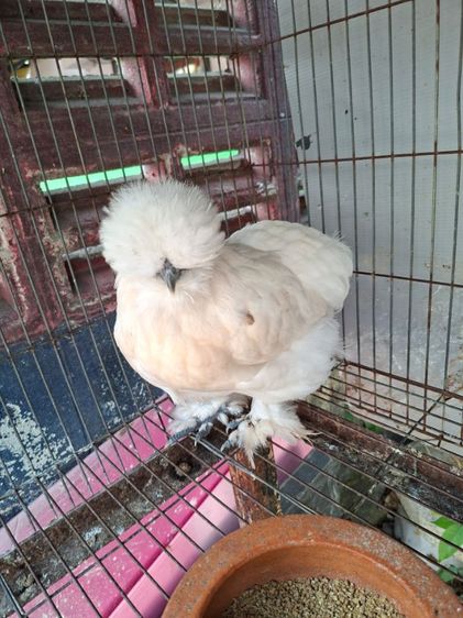 ไก่สวยงาม รูปที่ 4