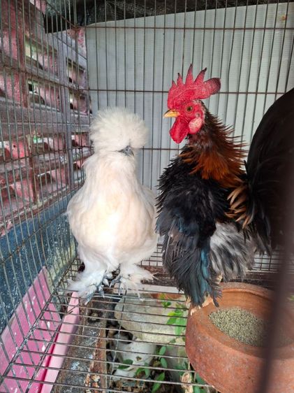 ไก่สวยงาม รูปที่ 3