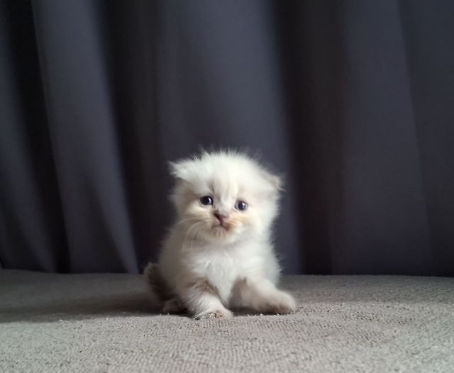 สาวน้อยหิมาลายันฟอร์มกลมๆน่ารักแต้มพ้อยท์สวยๆครบ รูปที่ 9