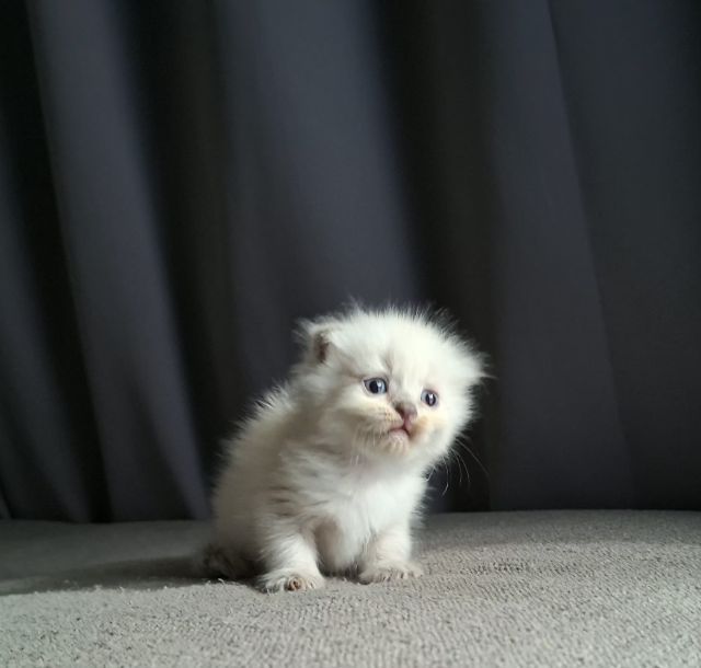 สาวน้อยหิมาลายันฟอร์มกลมๆน่ารักแต้มพ้อยท์สวยๆครบ รูปที่ 7