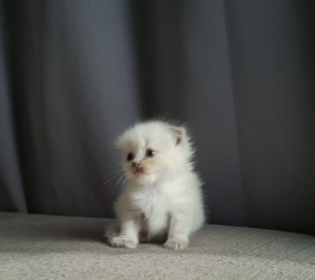 สาวน้อยหิมาลายันฟอร์มกลมๆน่ารักแต้มพ้อยท์สวยๆครบ รูปที่ 10