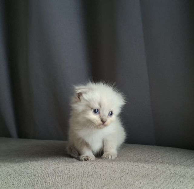 สาวน้อยหิมาลายันฟอร์มกลมๆน่ารักแต้มพ้อยท์สวยๆครบ รูปที่ 2