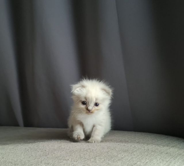 สาวน้อยหิมาลายันฟอร์มกลมๆน่ารักแต้มพ้อยท์สวยๆครบ รูปที่ 8