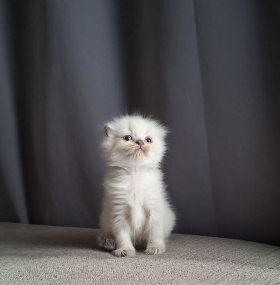 สาวน้อยหิมาลายันฟอร์มกลมๆน่ารักแต้มพ้อยท์สวยๆครบ รูปที่ 12