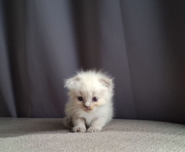 สาวน้อยหิมาลายันฟอร์มกลมๆน่ารักแต้มพ้อยท์สวยๆครบ รูปที่ 16