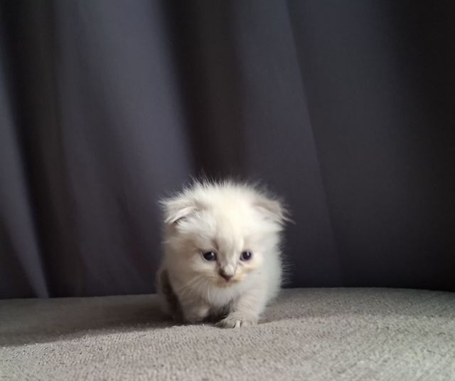 สาวน้อยหิมาลายันฟอร์มกลมๆน่ารักแต้มพ้อยท์สวยๆครบ รูปที่ 15