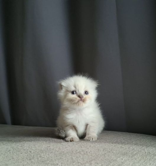 มันช์กิ้น (Munchkin) สาวน้อยหิมาลายันฟอร์มกลมๆน่ารักแต้มพ้อยท์สวยๆครบ