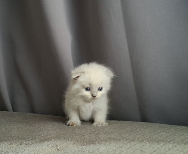 หนุ่มน้อยหิมาลายันแต้มพ้อยท์ครบฟอรฟอร์มกลมๆน่ารัก รูปที่ 10