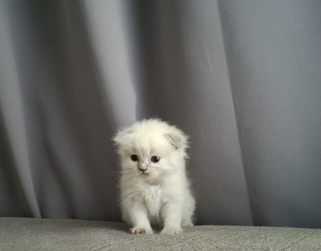 หนุ่มน้อยหิมาลายันแต้มพ้อยท์ครบฟอรฟอร์มกลมๆน่ารัก รูปที่ 6