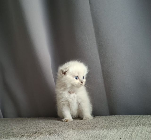 หนุ่มน้อยหิมาลายันแต้มพ้อยท์ครบฟอรฟอร์มกลมๆน่ารัก รูปที่ 4