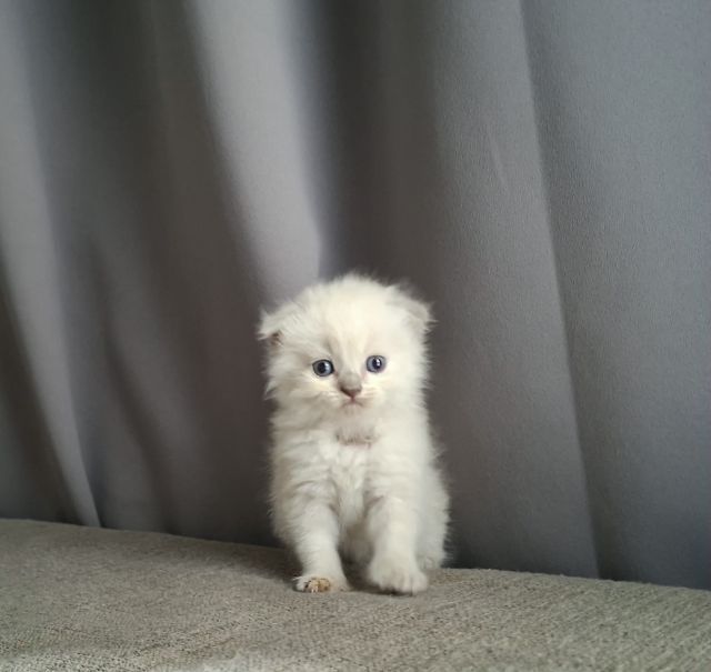 หนุ่มน้อยหิมาลายันแต้มพ้อยท์ครบฟอรฟอร์มกลมๆน่ารัก รูปที่ 11