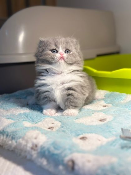 ลูกแมวมันซ์กิ้น ขาสั้น รูปที่ 2