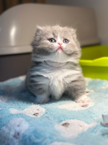 ลูกแมวมันซ์กิ้น ขาสั้น รูปที่ 3