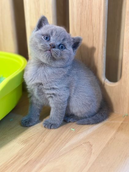 ลูกแมวมันซ์กิ้น ขายาว (ขาปกติ) รูปที่ 2