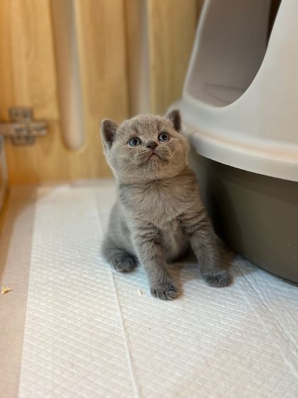 ลูกแมวมันซ์กิ้น ขายาว (ขาปกติ) รูปที่ 3