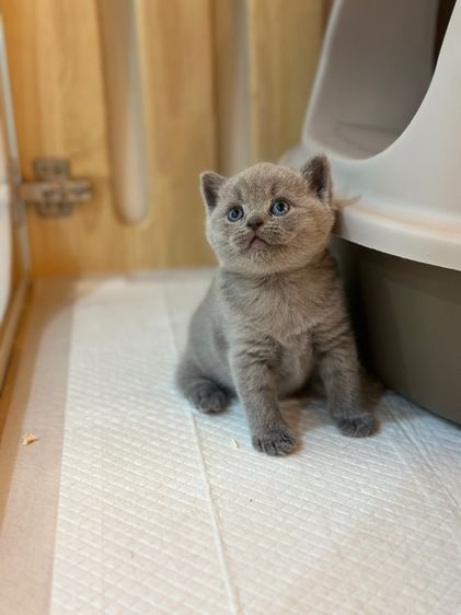 ลูกแมวมันซ์กิ้น ขายาว (ขาปกติ) รูปที่ 4