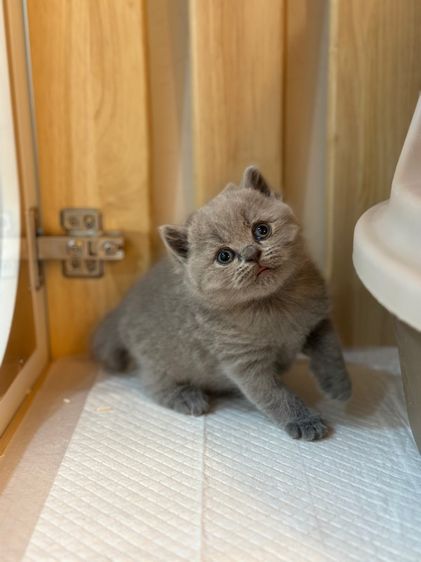 ลูกแมวมันซ์กิ้น ขายาว (ขาปกติ) รูปที่ 10