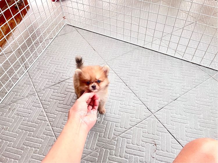 ปอมแท้ ไซด์จิ๋ว รูปที่ 2