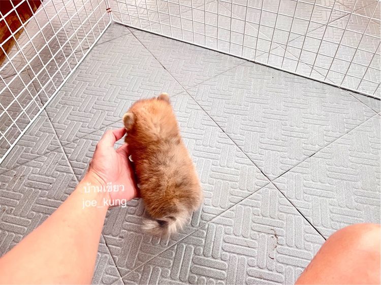 ปอมแท้ ไซด์จิ๋ว รูปที่ 3