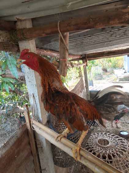 ไก่ชนพม่า