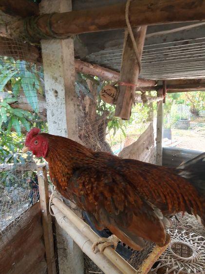 ไก่ชนพม่า รูปที่ 2