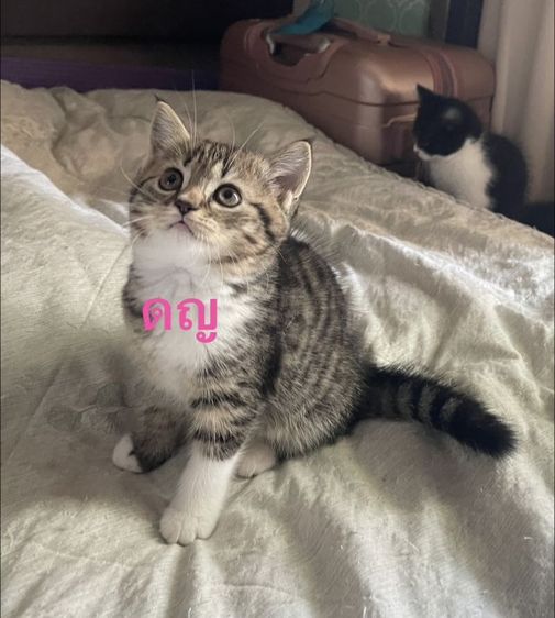 หาพ่อแม่ให้หลานๆ รูปที่ 4