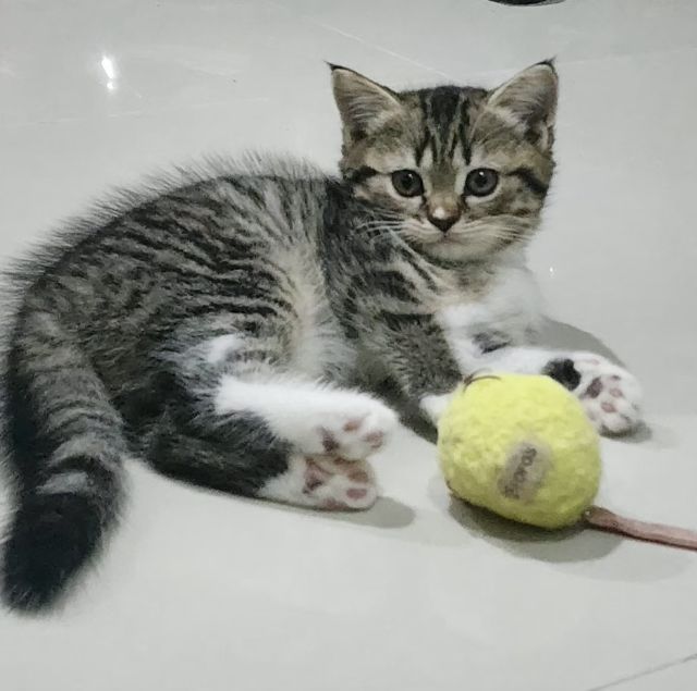 หาพ่อแม่ให้หลานๆ รูปที่ 15