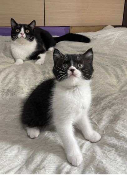 หาพ่อแม่ให้หลานๆ รูปที่ 17