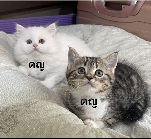 หาพ่อแม่ให้หลานๆ