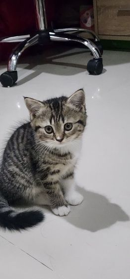 หาพ่อแม่ให้หลานๆ รูปที่ 13