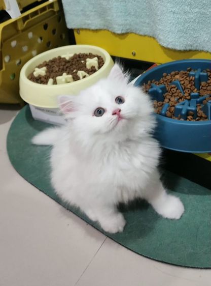 หาพ่อแม่ให้หลานๆ รูปที่ 8