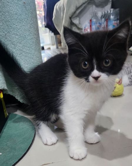 หาพ่อแม่ให้หลานๆ รูปที่ 18