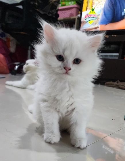 หาพ่อแม่ให้หลานๆ รูปที่ 10