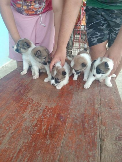 ลูกหมาบางแก้วแท้อายุ 1 เดือน รูปที่ 5