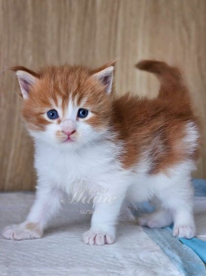 ลูกแมวเมนคูน สายพันธ์แท้ รูปที่ 6