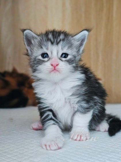 ลูกแมวเมนคูน สายพันธ์แท้ รูปที่ 11
