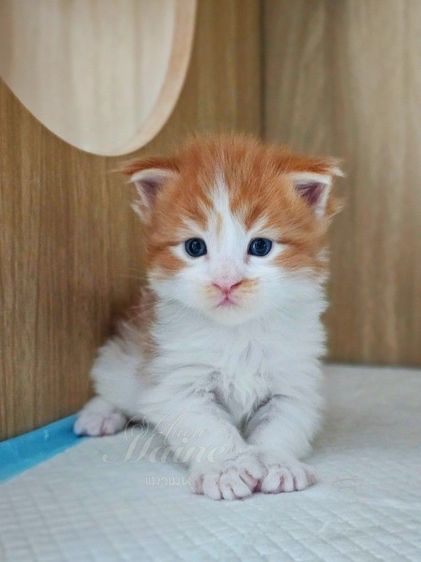 ลูกแมวเมนคูน สายพันธ์แท้ รูปที่ 4